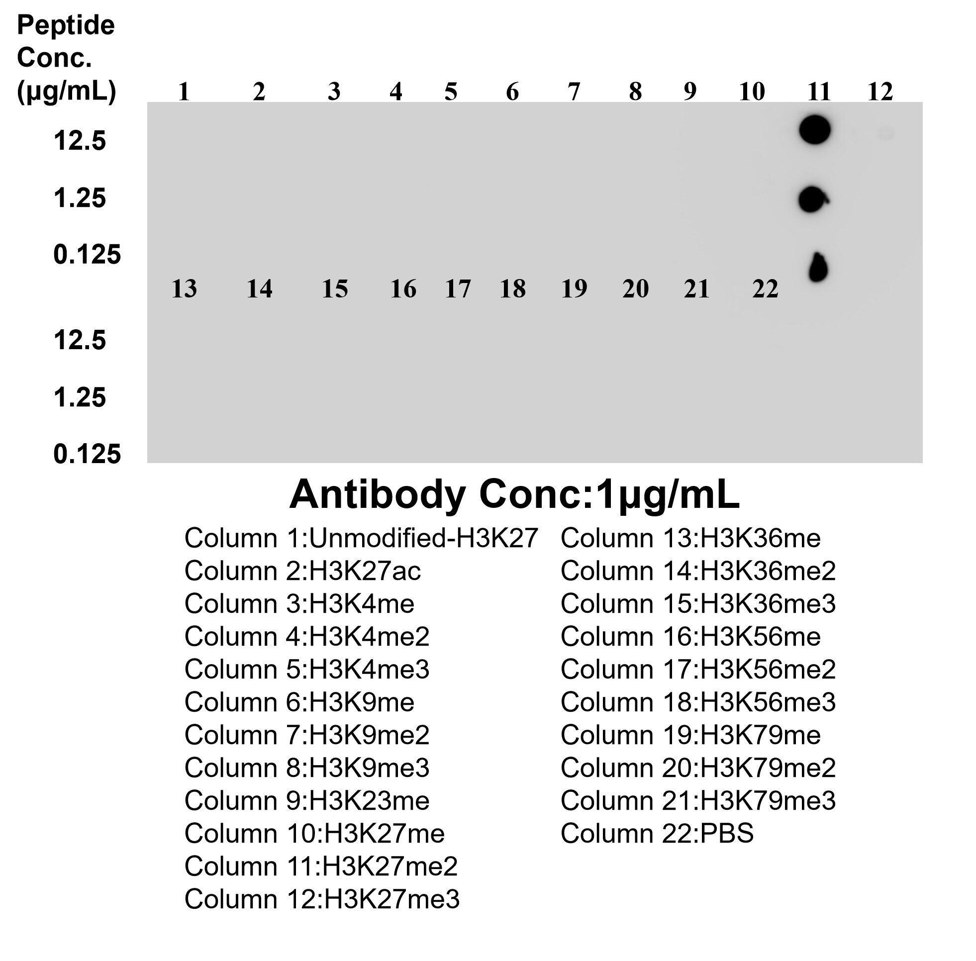 Dot blot analysis was used to confirm the specificity of 86890-2-RR Di-Methyl-Histone H3 (Lys27) antibody. peptides were spotted onto NC and probed with antibody at 1 µg/ml.The amount of peptide (μg/mL) spotted is indicated next to each row. This data was developed using the same antibody clone with 86890-2-PBS in a different storage buffer formulation. Dot Blot experiment of / using Di-Methyl-Histone H3 (Lys27) Recombinant monoclona (86890-2-RR)